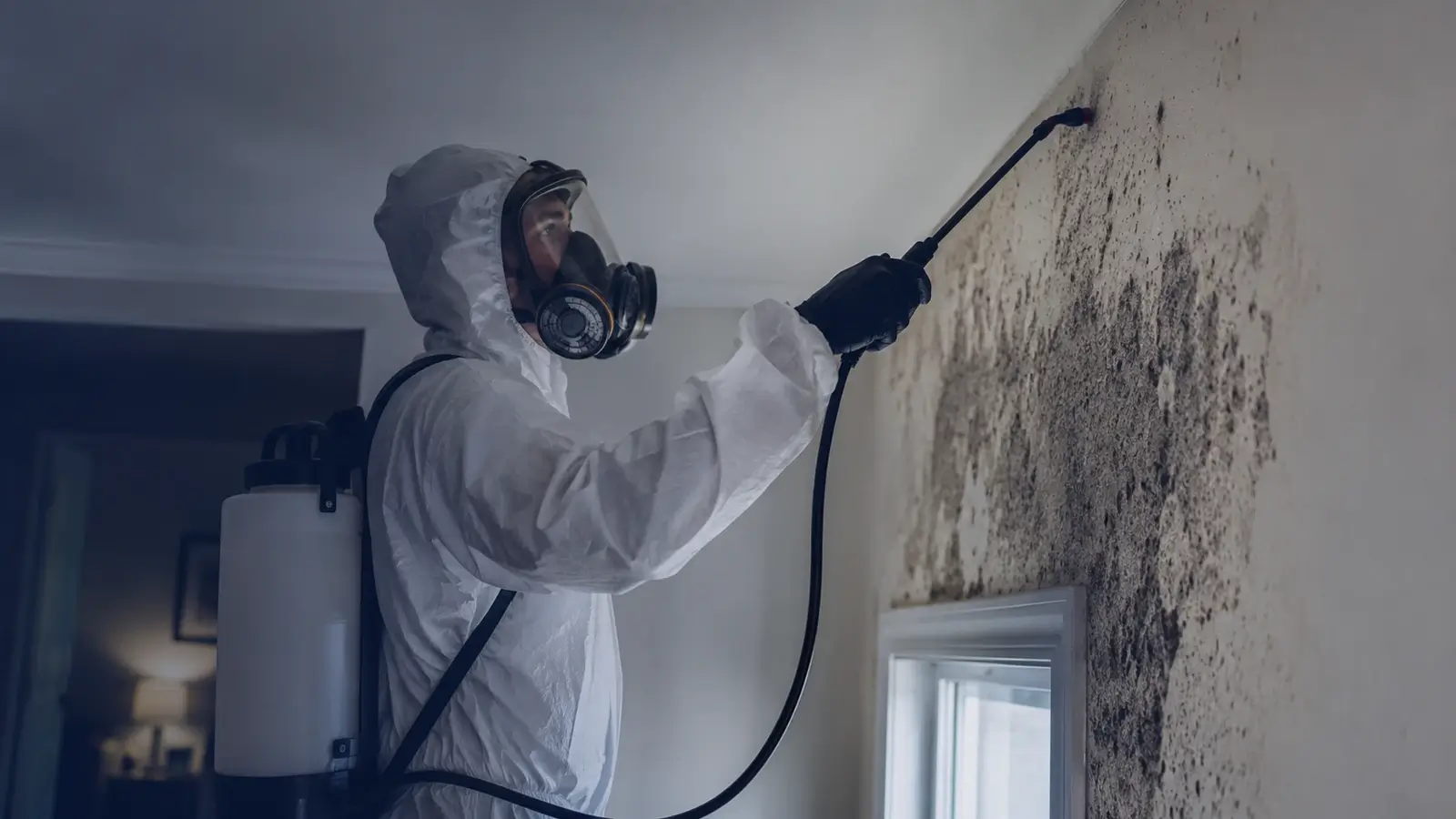 Mold Remediation