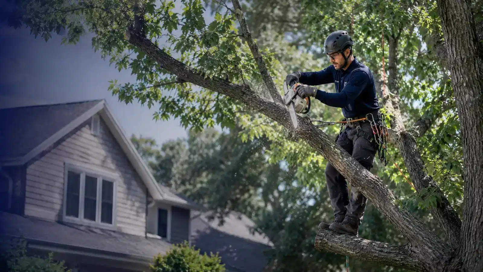 Tree Trimming